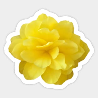 Yellow Double Begonia Flower Close-up Sticker